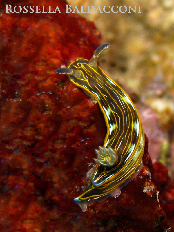 Hypselodoris villafranca